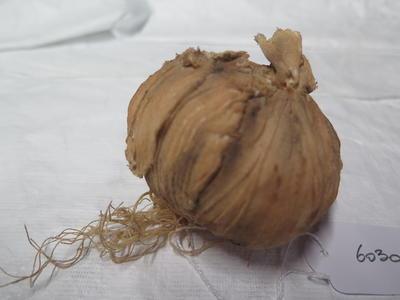 untitled (onion); 6030